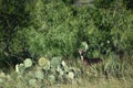 White Tail Deer Royalty Free Stock Photo