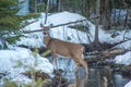 White Tail Deer Standing In Water In Cedar Trees In Winter Snow