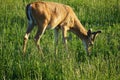 White-Tail Deer - Montana Royalty Free Stock Photo