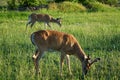 White-Tail Deer - Montana Royalty Free Stock Photo