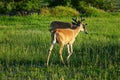 White-Tail Deer - Montana Royalty Free Stock Photo