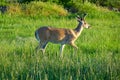 White-Tail Deer - Montana Royalty Free Stock Photo