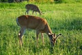 White-Tail Deer - Montana Royalty Free Stock Photo