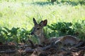 White-Tail Deer - Montana Royalty Free Stock Photo