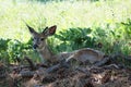 White-Tail Deer - Montana Royalty Free Stock Photo