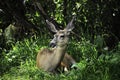 White Tail Deer Royalty Free Stock Photo