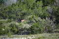 White Tail Deer Royalty Free Stock Photo