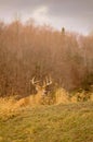 White tail deer staying low during hunting season. 1/5 Royalty Free Stock Photo