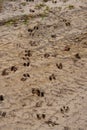 White-Tail Deer Tracks in Sand