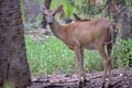 White tail deer wandering around thick forest near water Royalty Free Stock Photo