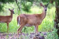 White tail deer wandering around thick forest near water Royalty Free Stock Photo