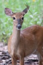 White tail deer wandering around thick forest near water Royalty Free Stock Photo