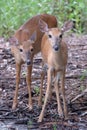 White tail deer wandering around thick forest near water Royalty Free Stock Photo