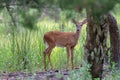 White tail deer wandering around thick forest near water Royalty Free Stock Photo