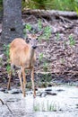 White tail deer  wandering around thick forest near water Royalty Free Stock Photo