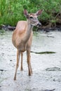 White tail deer wandering around thick forest near water Royalty Free Stock Photo