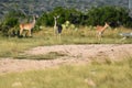 White Tail Deer Royalty Free Stock Photo