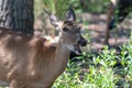 White tail doe deer in forest Royalty Free Stock Photo