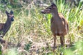 White tail doe deer in forest Royalty Free Stock Photo