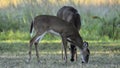 The White Tail Doe Deer Royalty Free Stock Photo