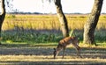 The White Tail Doe Deer Royalty Free Stock Photo