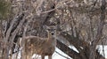 A white tail doe deer standing in the trees Royalty Free Stock Photo