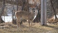 A white tail doe deer standing in the trees Royalty Free Stock Photo