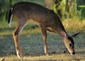 The White Tail Doe Deer Royalty Free Stock Photo