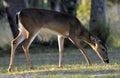 The White Tail Doe Deer Royalty Free Stock Photo