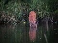 Whitetail Doe with Her Head in a Pond Royalty Free Stock Photo