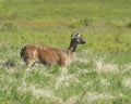 White tail doe on meadow Royalty Free Stock Photo