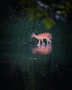 Whitetail Doe Wading in Michigan Pond Royalty Free Stock Photo