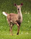 Whitetail Doe Standing Alert in a Field in Michigan Royalty Free Stock Photo