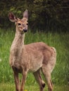 Whitetail Does Standing Alert in a Field in Michigan Royalty Free Stock Photo