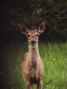 Whitetail Doe Standing Alert in a Field in Michigan Royalty Free Stock Photo