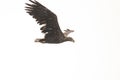 White Tail Eagle, Haliaeetus albicilla. Bird of Prey Royalty Free Stock Photo