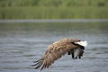 White Tail Eagle, Haliaeetus albicilla. Bird of Prey Royalty Free Stock Photo