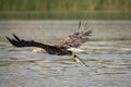 White Tail Eagle, Haliaeetus albicilla. Bird of Prey Royalty Free Stock Photo