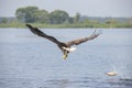 White Tail Eagle, Haliaeetus albicilla. Bird of Prey Royalty Free Stock Photo