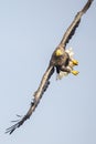 White Tail Eagle, Haliaeetus albicilla. Bird of Prey Royalty Free Stock Photo