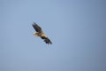 White Tail Eagle, Haliaeetus albicilla. Bird of Prey Royalty Free Stock Photo