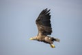 White Tail Eagle, Haliaeetus albicilla. Bird of Prey Royalty Free Stock Photo