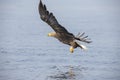 White Tail Eagle, Haliaeetus albicilla. Bird of Prey Royalty Free Stock Photo