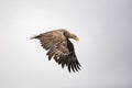 White Tail Eagle, Haliaeetus albicilla. Bird of Prey Royalty Free Stock Photo