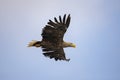 White Tail Eagle, Haliaeetus albicilla. Bird of Prey Royalty Free Stock Photo