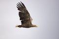 White Tail Eagle, Haliaeetus albicilla. Bird of Prey Royalty Free Stock Photo