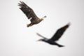 White Tail Eagle, Haliaeetus albicilla. Bird of Prey Royalty Free Stock Photo