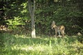 White Tail Fawn In Backyard Fayetteville Arkansas Royalty Free Stock Photo