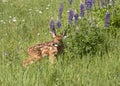 White Tail Fawn With Purple Lupine