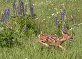 White tail fawn running in a field of wildflowers Royalty Free Stock Photo